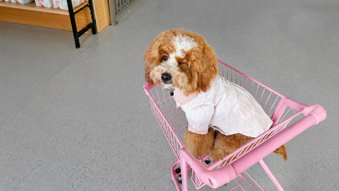 Pet Style Lookbook: Street, Cute & Functional Outfit Inspiration