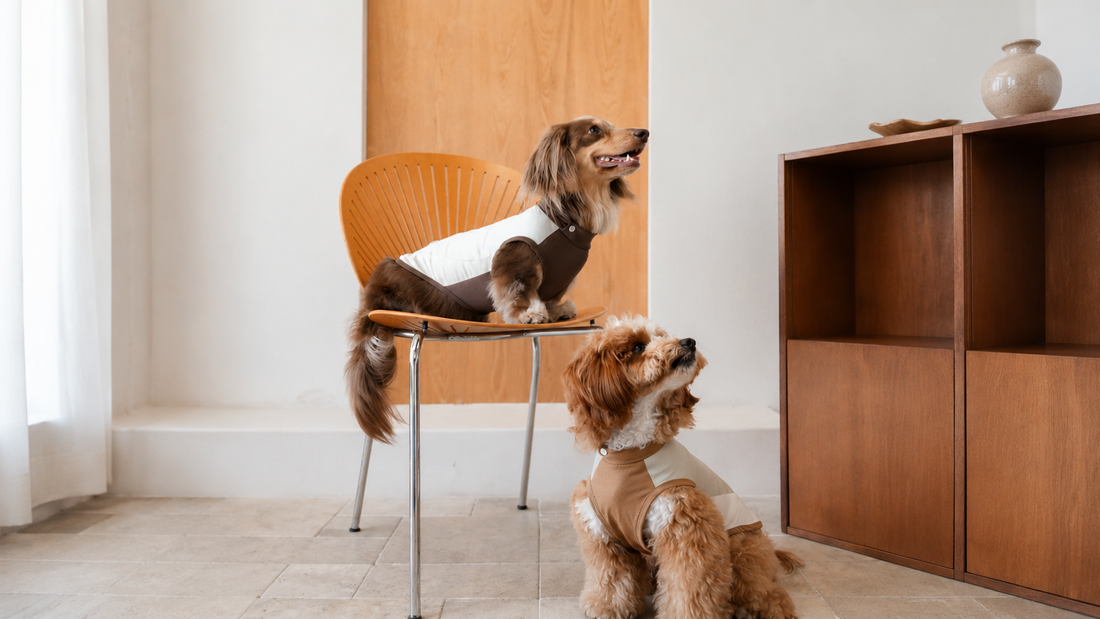 Four-Season Pet Outfit System: From Summer Cooling to Winter Protection