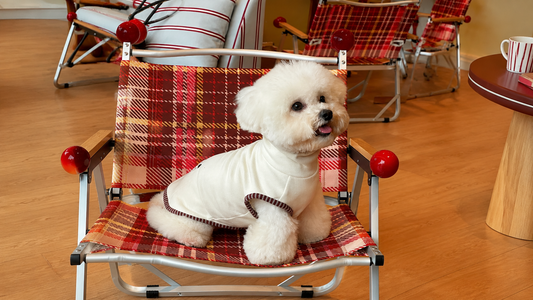 Pet Fashion Comfort System: Fabric, Fit & Function Explained