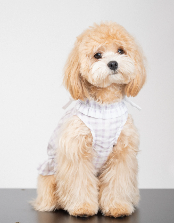 MistyPaw Garden Plaid Sundress
