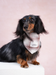 RusticTail Everyday Pet Bandana